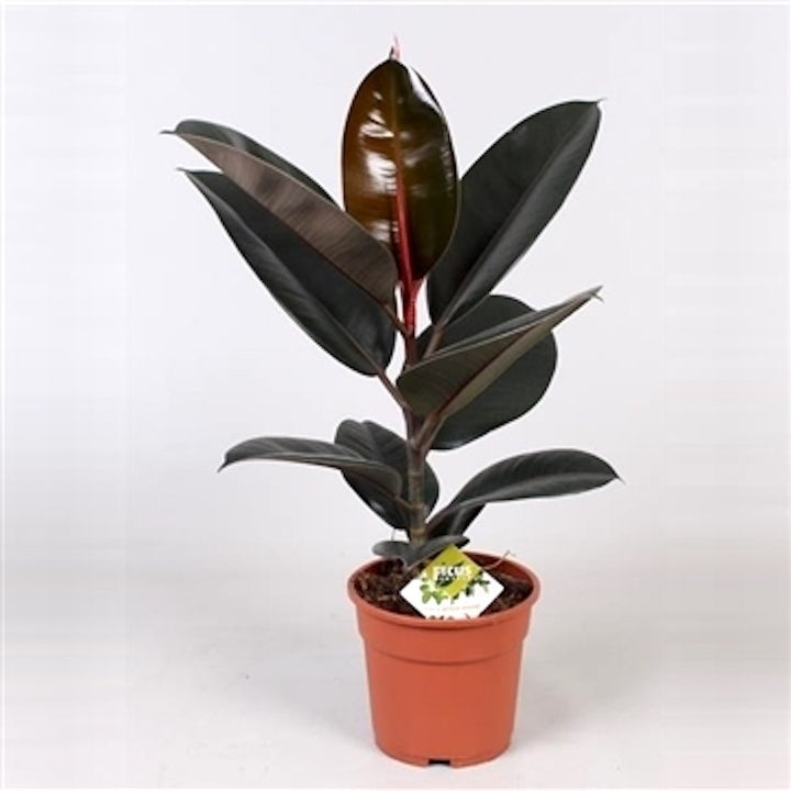 Ficus elastica Abidjan - purifica aerul, cel mai bun pret, cu livrare