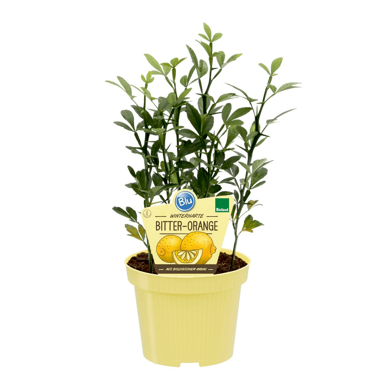 Citrus trifoliata (Poncirus Trifoliata)