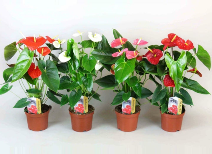 Anthurium la ghiveci 40 cm mix cu 1-2 flori