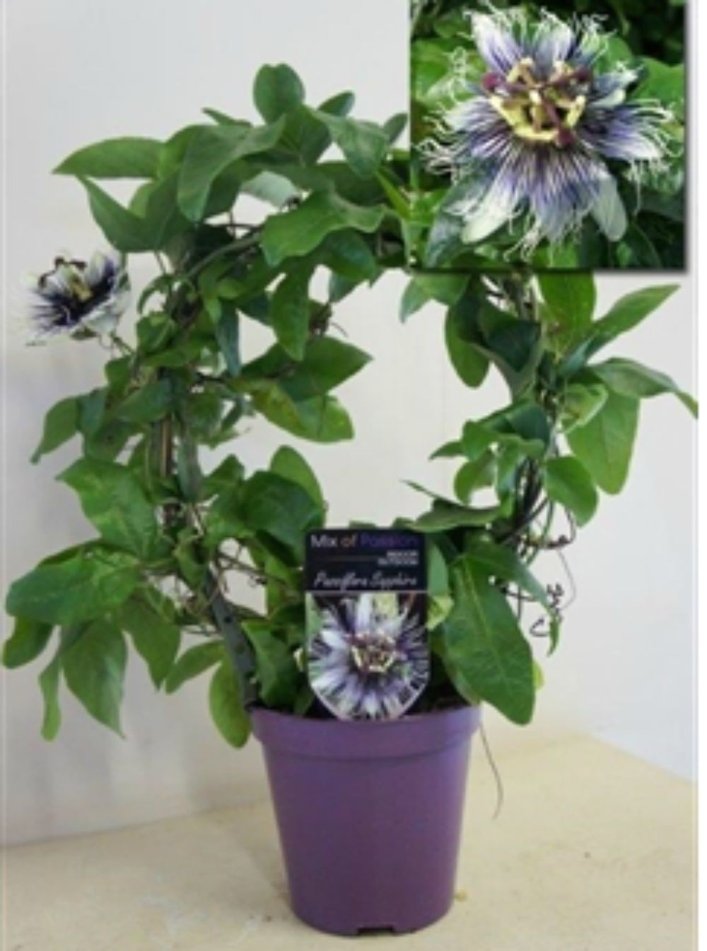 Cumpara online Passiflora bicolora, la cel mai bun pret, cu livrare!