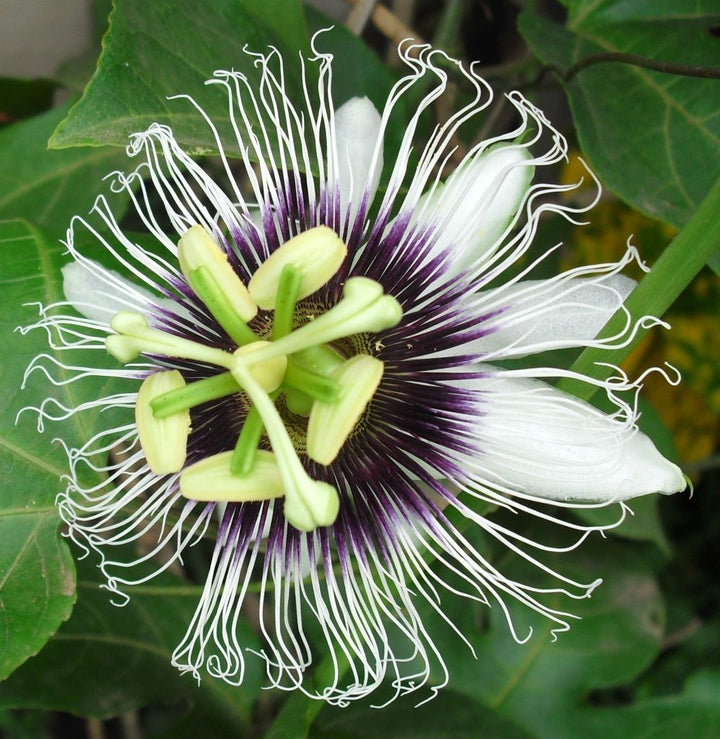 Cumpara online Passiflora bicolora, la cel mai bun pret, cu livrare!