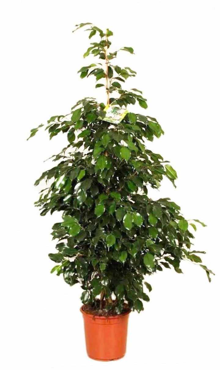 Ficus Benjamina Danielle sau Smochinul plangator- cel mai bun pret!