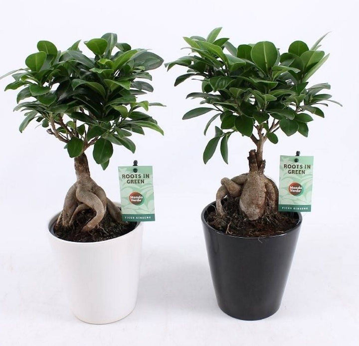 Comanda online Ficus Microcarpa Ginseng la pret imbatabil, cu livrare  rapida!