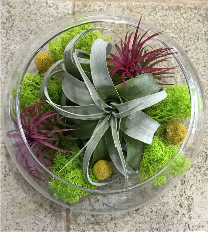 Terariu glob de sticla mare cu mix de tillandsia - plante aeriene pret!