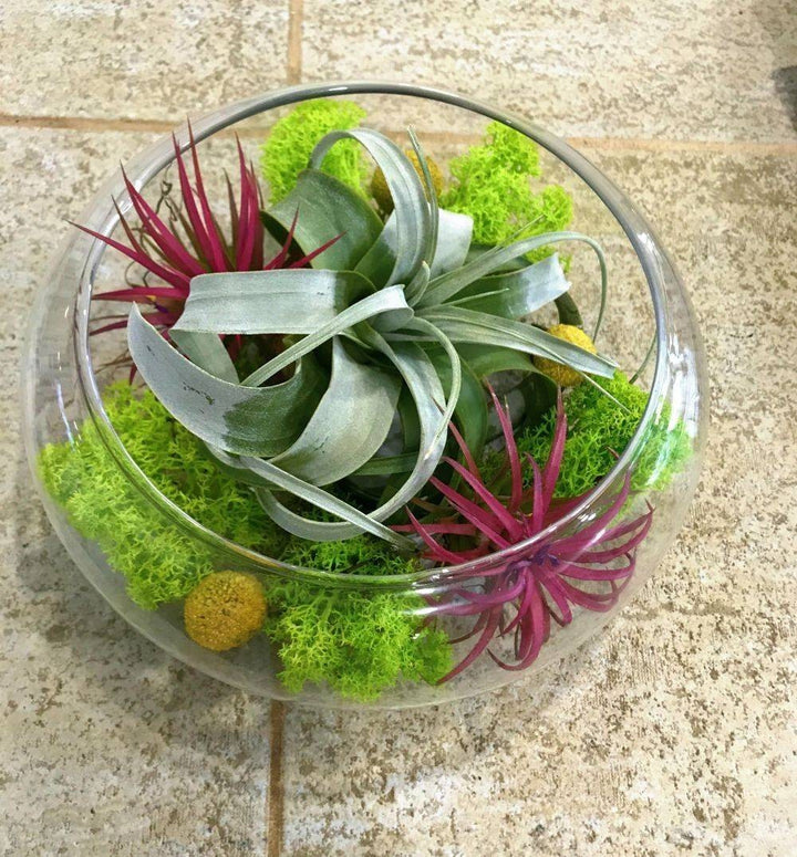 Terariu glob de sticla mare cu mix de tillandsia - plante aeriene pret!