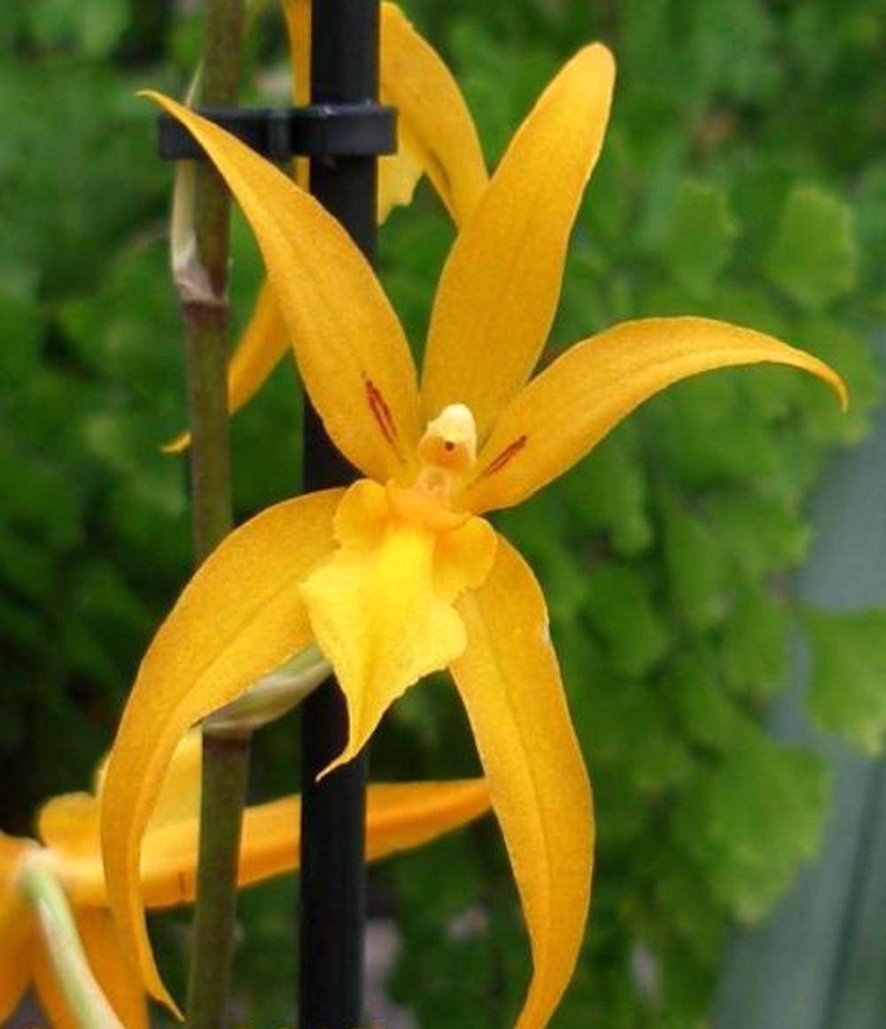 Orhidee Banfieldara Gold Star cu flori galbene parfumate