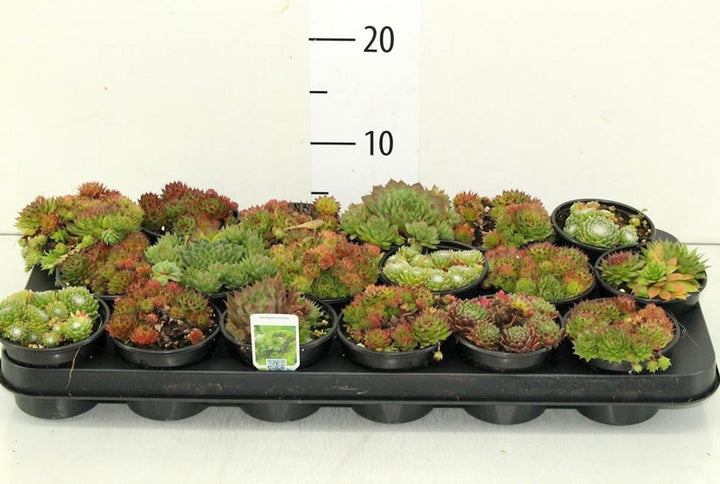 Sempervivum - Planta Urechelnita la cel mai bun pret, cu livrare!