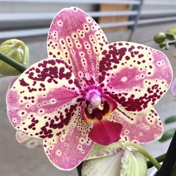 Orhidee Phalaenopsis speciala - Anthura Frontera, la pret imbatabil, cu livrare!