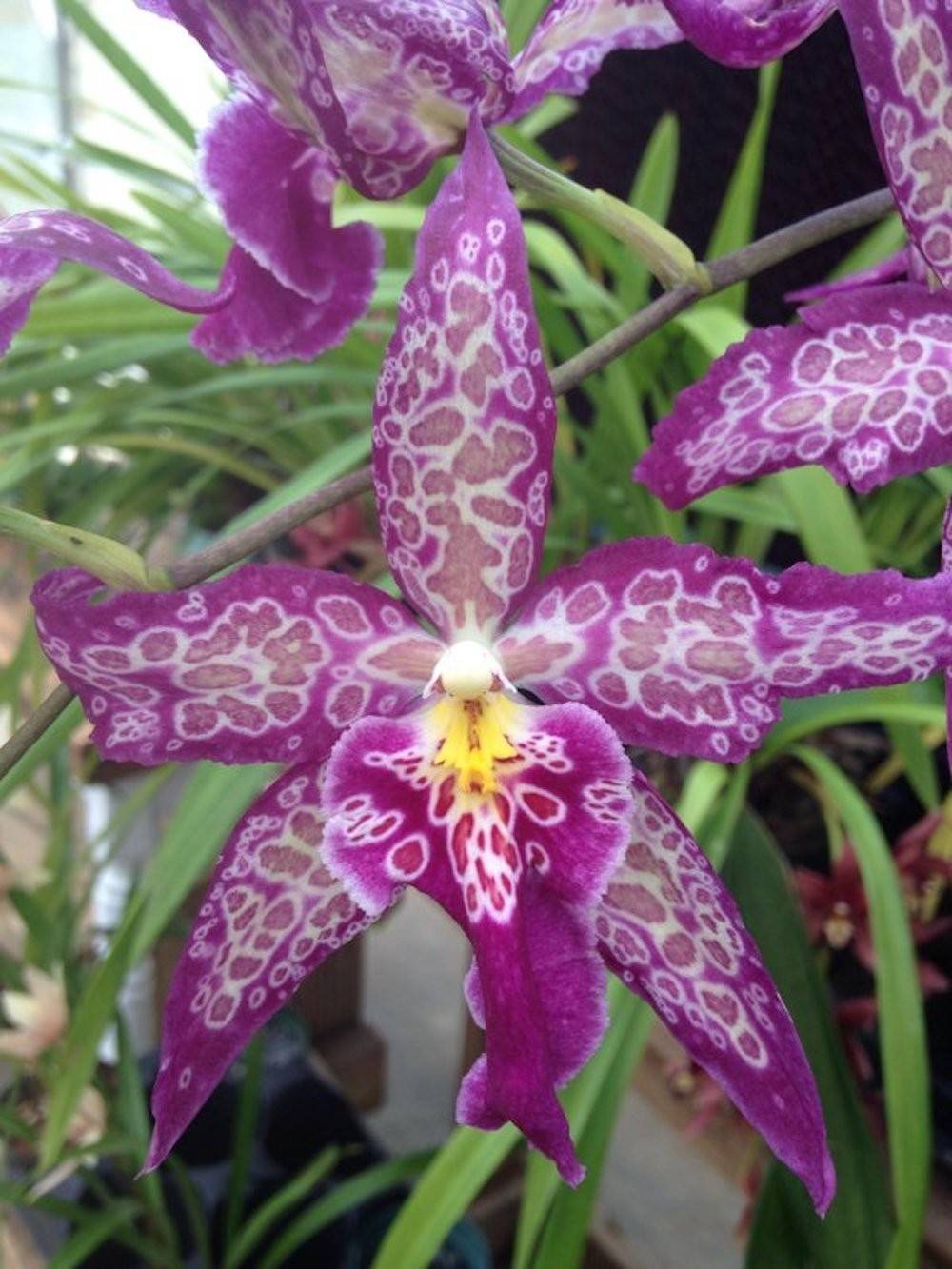 Orhidee Beallara Patricia McCully 'Pacific Matriarch'