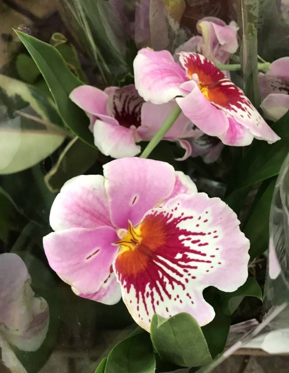 Comanda online cele mai frumoase orhidee mitonipsis la preturi imbatabile