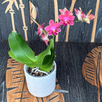Phalaenopsis PH171