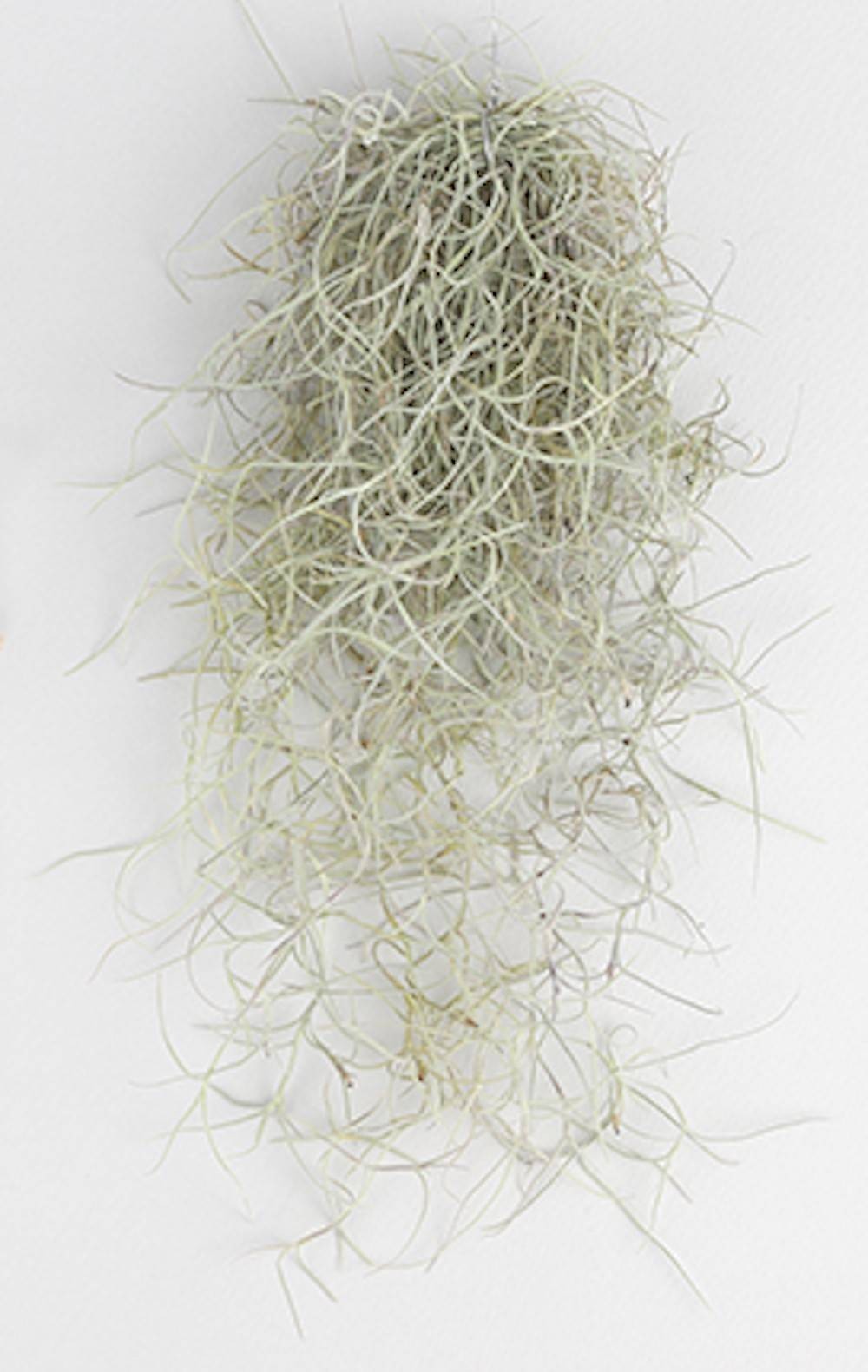 Tillandsia Usneoides, Spanish Moss ("Barba mosului")