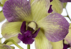 Orhidee Dendrobium Phalaenopsis verde Terra Samba - pret imbatabil