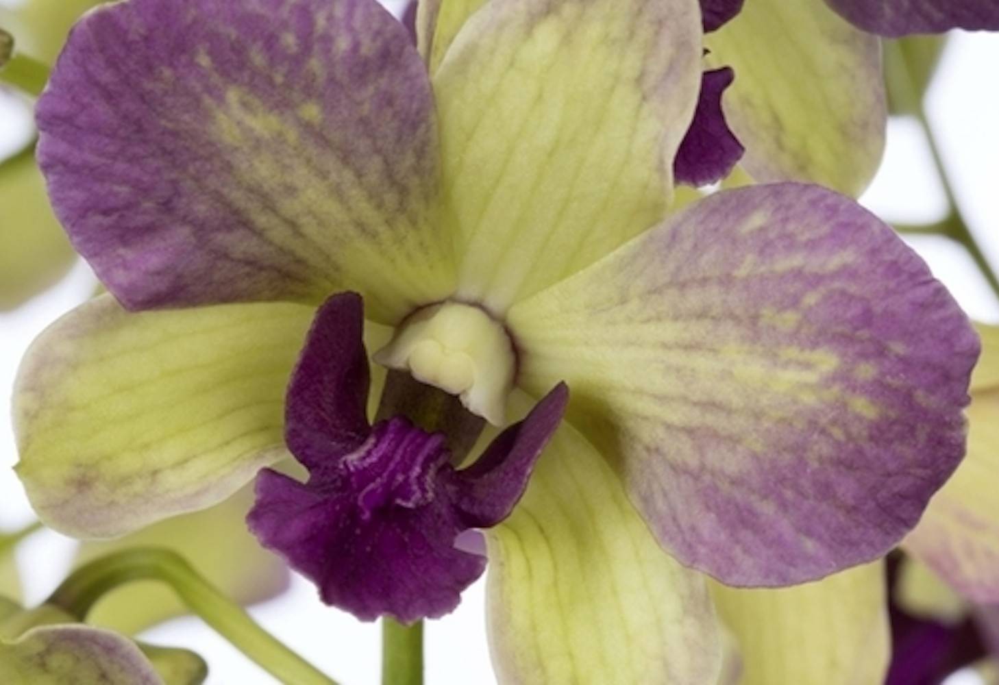 Orhidee Dendrobium Phalaenopsis verde Terra Samba - pret imbatabil