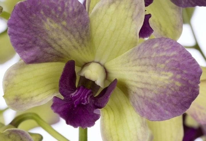 Orhidee Dendrobium Phalaenopsis verde Terra Samba - pret imbatabil