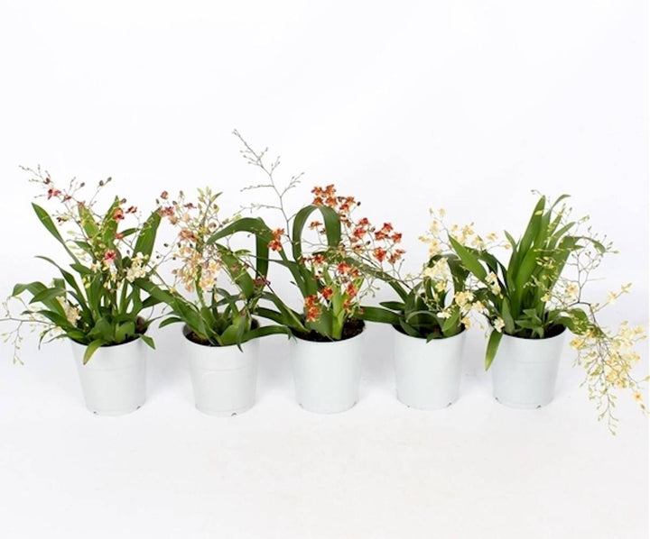 Comanda online Orhidee Oncidium Twinkle mix cel mai bun pret!