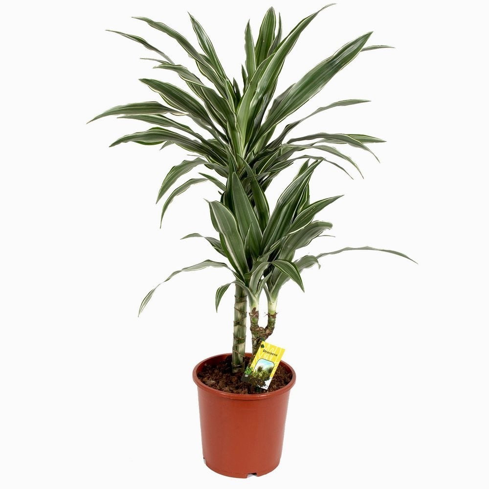 Dracaena fragrans 'Warneckei' 2 stabljike – Secret Garden Plant Shop