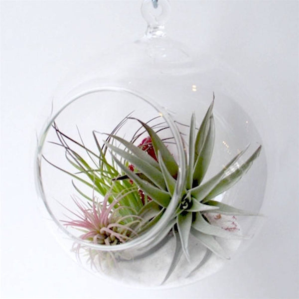 Terrarium glob de sticla cu Tillandsia  - mix de plante aeriene, pret imbatabil!