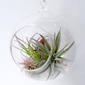Terrarium glob de sticla cu Tillandsia  - mix de plante aeriene, pret imbatabil!