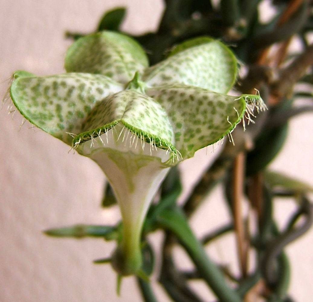 Cumpara ceropegia Sandersonii - Floarea umbrela, cel mai bun pret online!
