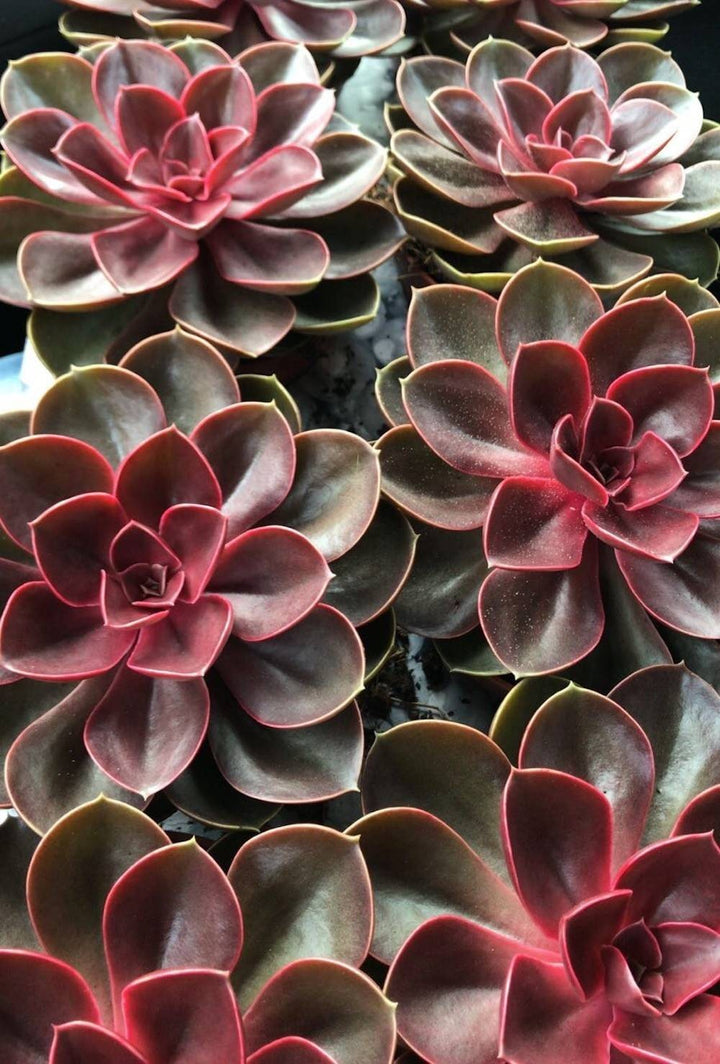 Echeveria Magic Red - planta suculenta rosie, de vanzare, pret atractiv