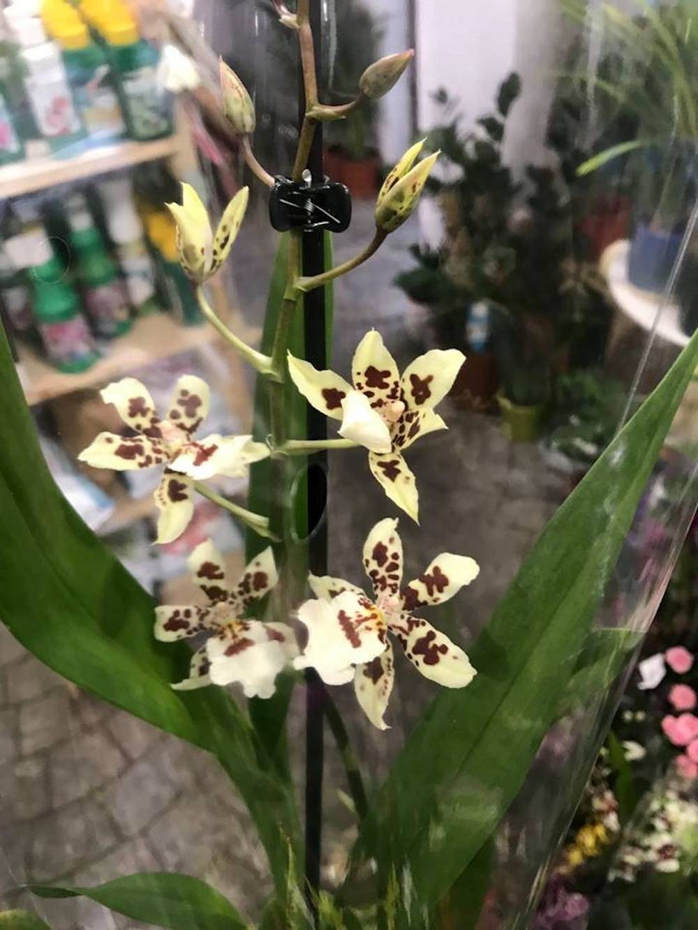 Orhidee Oncidium Speckled Spire Snowflake parfumat