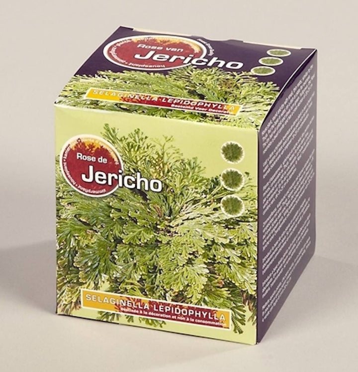 Comanda trandafirul de jericho, rose of jericho pret imbatabil!