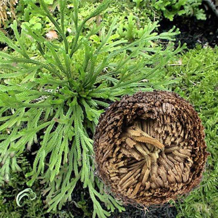 Comanda trandafirul de jericho, rose of jericho pret imbatabil!