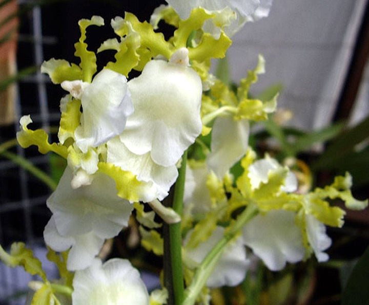 Comanda online Oncidium Pupukea parfumat, pret imbatabil