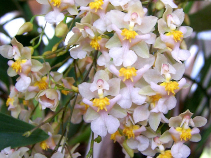 Comanda online Oncidium Twinkle roz la cel mai bun pret, cu livrare!