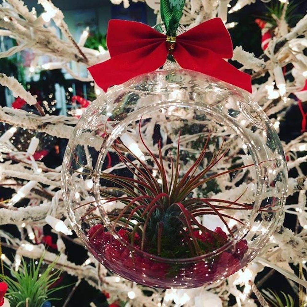 Un altfel de globulet de Craciun- Terariu cu Tillandsia si craspedia