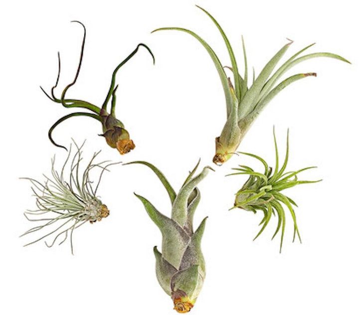 Cumpara online Tillandsia plante aerofite cel mai bun pret si livrare rapida!