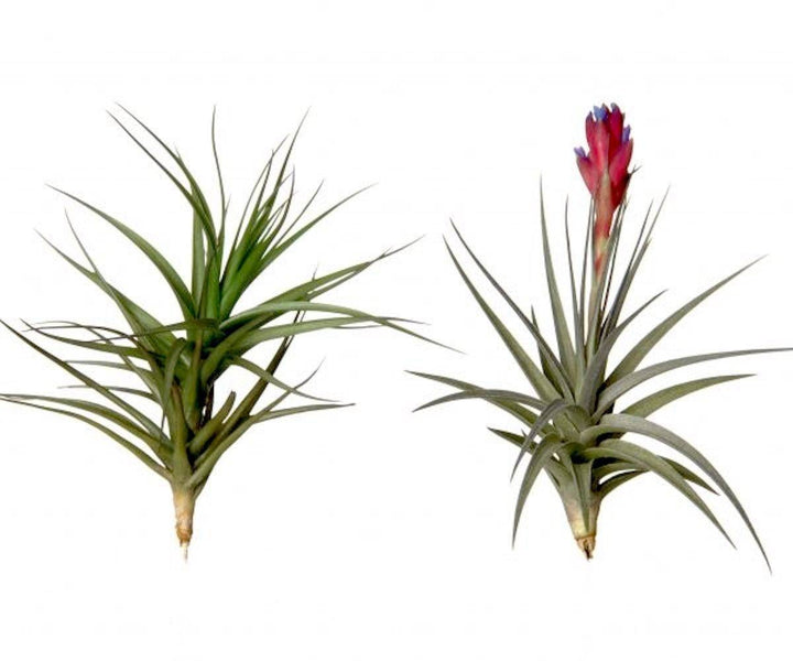 Comanda Planta aeriana Tillandsia Aeranthos - pret online imbatabil!