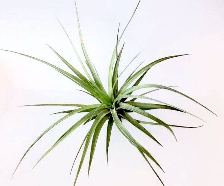 Comanda Planta aeriana Tillandsia Aeranthos - pret online imbatabil!