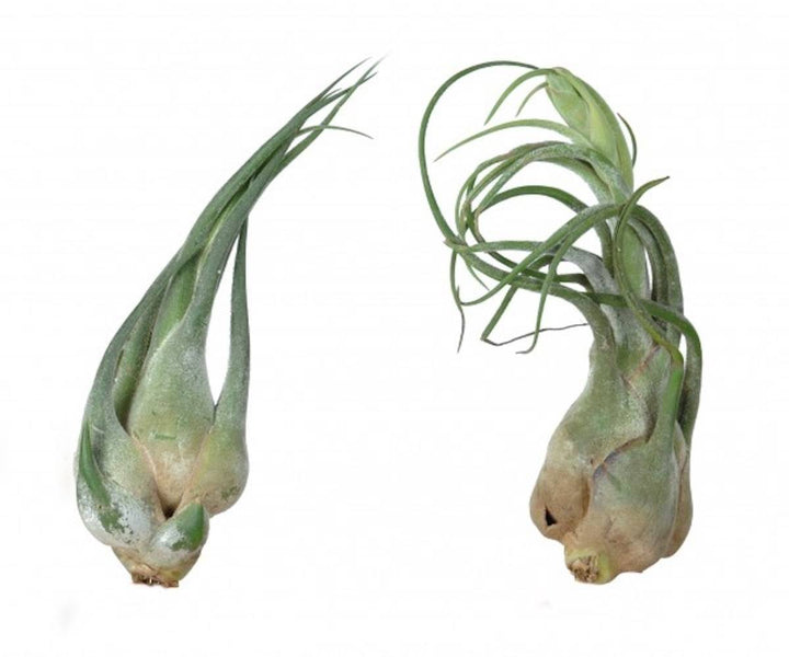 Planta aerofita Tillandsia Seleriana - pret online imbatabil!