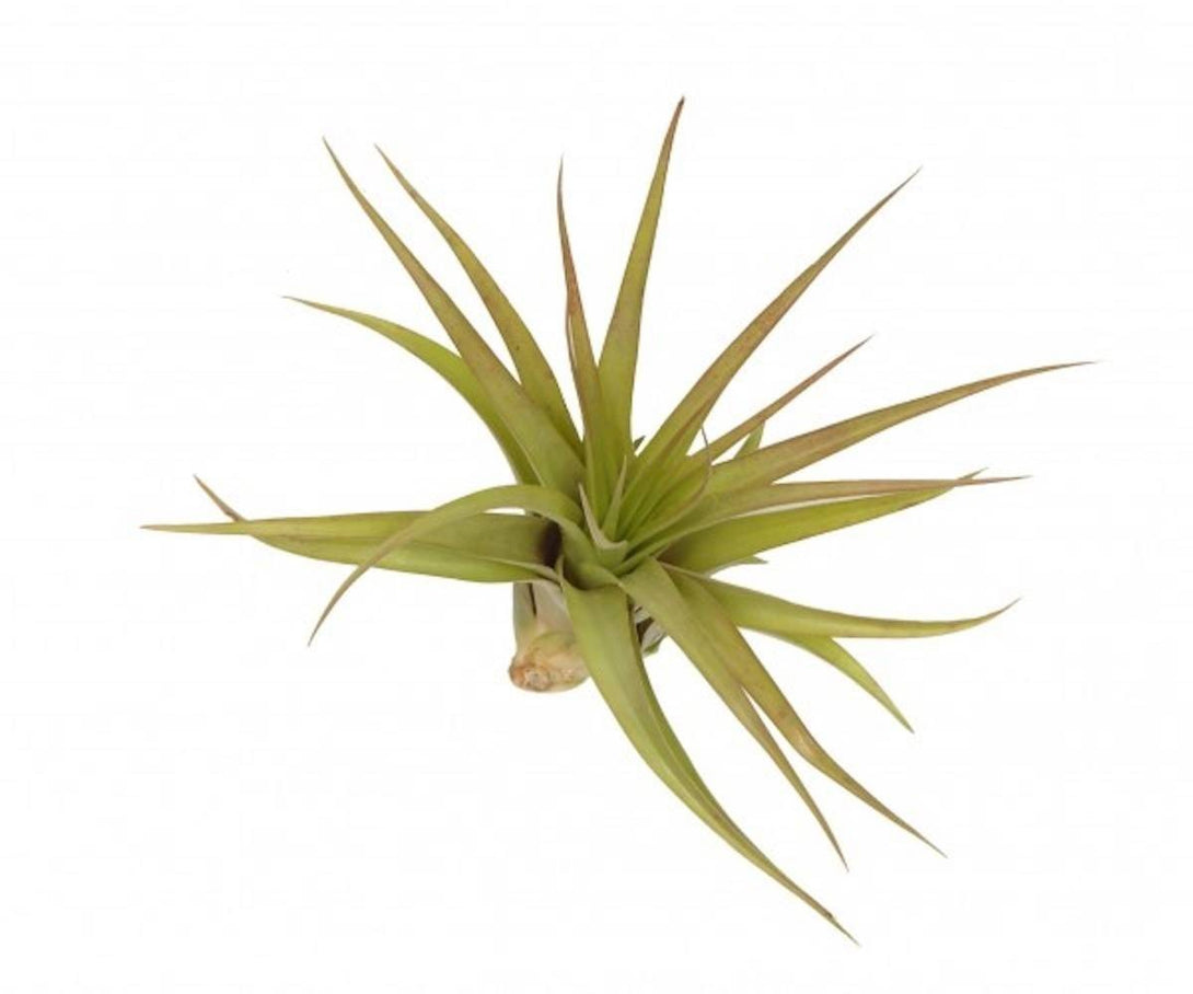 Planta aerofita Tillandsia Multiflora - pret online imbatabil!