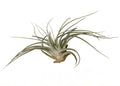 Plante de aer Tillandsia Oaxacana - pret online imbatabil!