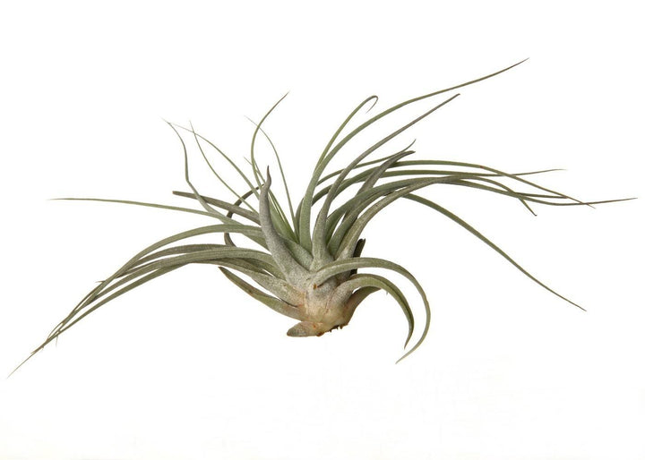 Plante de aer Tillandsia Oaxacana - pret online imbatabil!