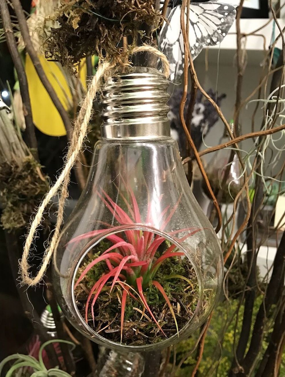 Terariu cu Tillandsia Ionantha Red - glob de sticla cu planta aeriana