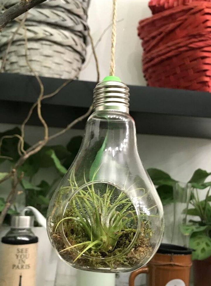 Comanda Terariu cu planta aeriana Tillandsia, pret fara egal!