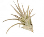 Plante aerofite Tillandsia Harrisii de vanzare - pret online imbatabil!