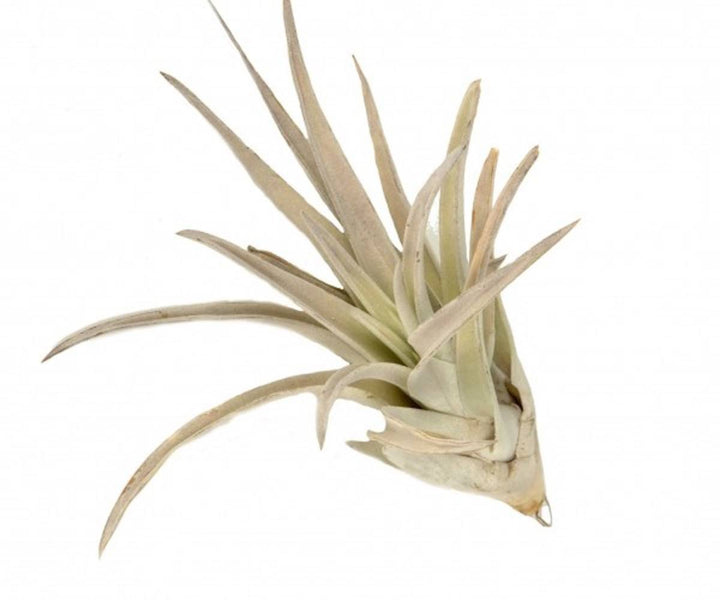 Plante aerofite Tillandsia Harrisii de vanzare - pret online imbatabil!