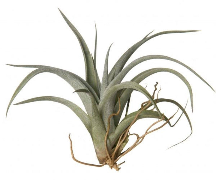 Plante aeriane Tillandsia Fresnelloides de vanzare la pret atractiv!