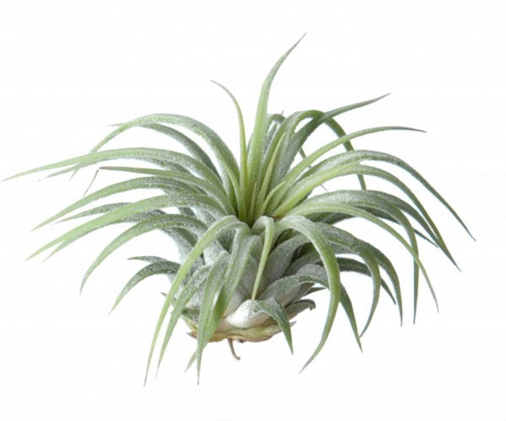 Plante aeriane Tillandsia Ionantha Rubra de vanzare - pret online imbatabil!