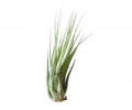 Plante aeriane Tillandsia Ionantha Scaposa - pret online imbatabil!