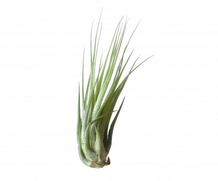 Plante aeriane Tillandsia Ionantha Scaposa - pret online imbatabil!