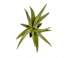 Plante de aer Tillandsia Abdita de vanzare - pret online imbatabil!