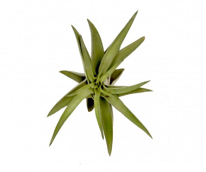 Plante de aer Tillandsia Abdita de vanzare - pret online imbatabil!