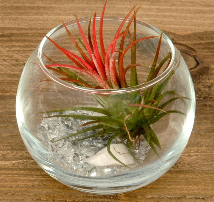 Cumpara online Tillandsia AirPlant in bol cel mai bun pret si livrare rapida!