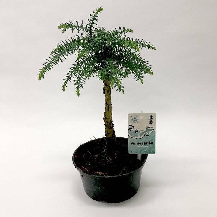 Araucaria Cunninghamii - bonsai de interior (Hoop Pine), pret online imbatabil